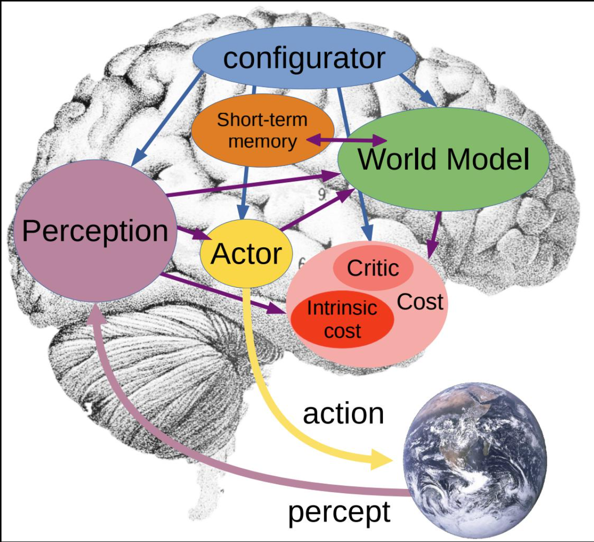 LeCun's cognitive architecture: Perception, World Model, Actor and Critic working together